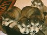 Pups 28.jpg